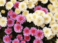 Symbole du mois de novembre...