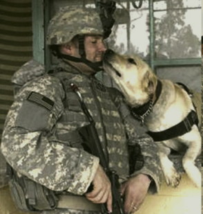 Le chien fidèle complice des militaires américains